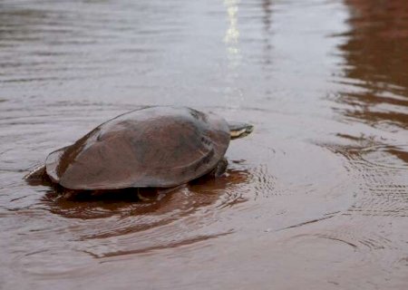 Tartaruga &eacute; flagrada em avenida alagada ap&oacute;s forte chuva