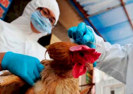 Foco de gripe aviária em granja comercial em no RS está contido, assegura Fávaro