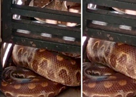 Jiboia aparece dentro de casa e assusta moradores em Dourados