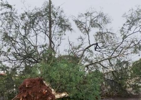 Chuva com vento derruba &aacute;rvore e deixa bairros sem energia el&eacute;trica