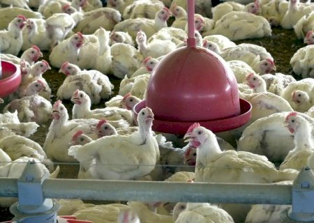 Brasil se declara país livre da gripe aviária