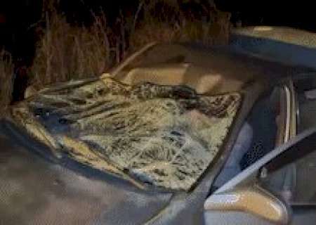 Carro fica destru&iacute;do ap&oacute;s atropelar boi em rodovia; dois s&atilde;o socorridos