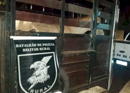Adolescente furta cavalo de esporte em Nova Andradina e é apreendido dormindo em mata