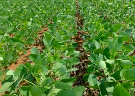 Maracaju se destaca como maior produtor de soja de MS na safra 24/25