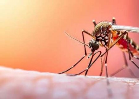 Dengue na gravidez aumenta risco de parto prematuro e morte neonatal