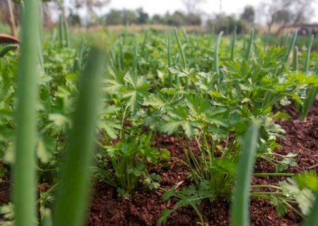 Governo federal destina R$ 3,1 milh&otilde;es para agricultura familiar de MS