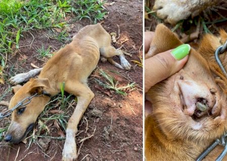 Vereadores propõem criação de força-tarefa contra maus-tratos a animais em Nova Andradina