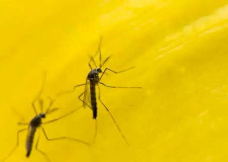 MS sai da lista dos piores estados para dengue ap&oacute;s aposta em &ldquo;mosquito do bem&rdquo;
