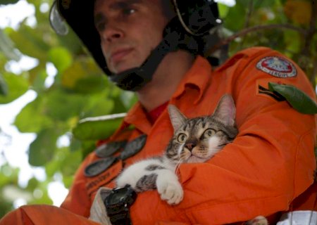 Do socorro à vida ao resgate animal: Corpo de Bombeiros tem plantão movimentado em Ivinhema