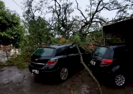 Com chuva, ventania acima de 40 km/h derruba &aacute;rvores e destelha casas