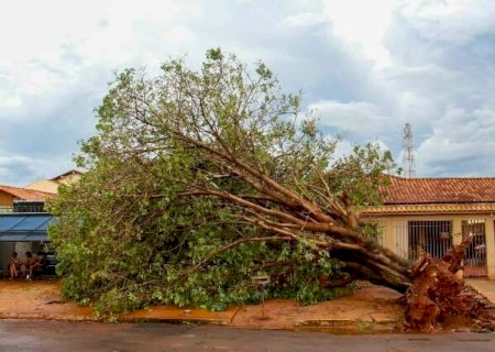 Temporal derruba &aacute;rvore de 30 anos e atinge duas casas em Campo Grande