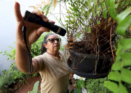 MS ultrapassa 8,4 mil casos confirmados de dengue em 2025 e soma 20 mortes