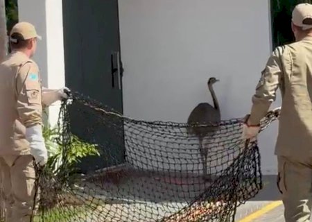 Ema é resgatada após ser vista correndo ferida pelo centro de Nova Andradina