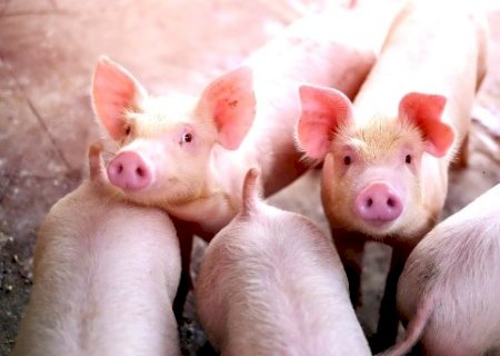 Suinocultura de MS aposta na Rota Bioce&acirc;nica para incrementar vendas para a &Aacute;sia