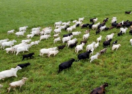 Última semana para declaração obrigatória de rebanho mobiliza produtores rurais em MS