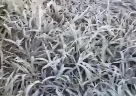 Geada atinge 12 munic&iacute;pios de MS ap&oacute;s madrugada com m&iacute;nima de 1&deg;C