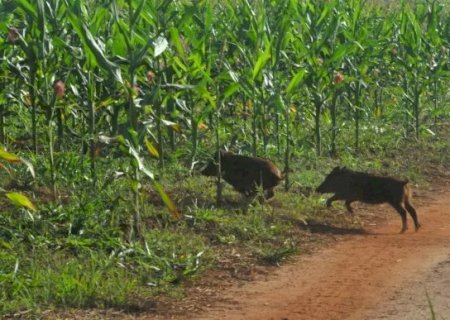 Enquanto colheita avan&ccedil;a, javalis provocam preju&iacute;zos em lavouras de milho de MS