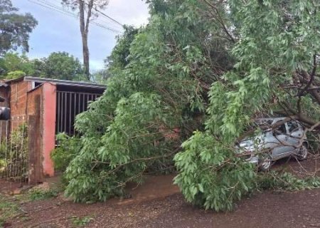Temporal com ventos de 81 km/h derruba &aacute;rvores e causa estragos em Dourados