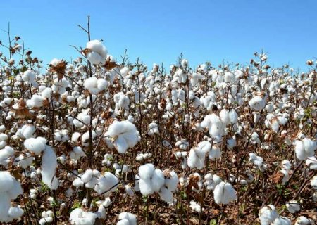 Novas cultivares elevam produtividade do algod&atilde;o e refor&ccedil;am prote&ccedil;&atilde;o da lavoura
