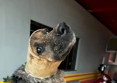IVINHEMA: Na madrugada desta terça-feira (22), o Corpo de Bombeiros Militar foi acionado para uma ocorrência de resgate de animal