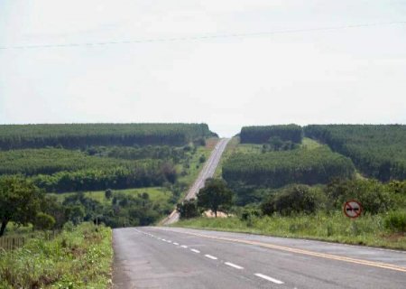 IBGE: MS tem as 7 cidades com maiores &aacute;reas de florestas plantadas do Brasil