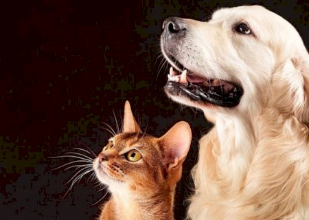 Atuação do MPMS resulta em acordo para fortalecer políticas de proteção animal em Ivinhema>