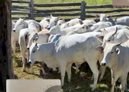 Mais de 50 cabeças de gado desaparecem de fazenda em São Gabriel do Oeste