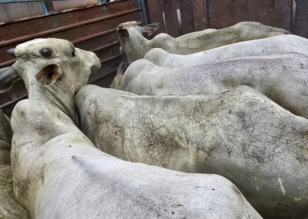 Polícia Militar Rural recupera bovinos, prende quatro homens e apreende duas armas de fogo em Aquidauana>